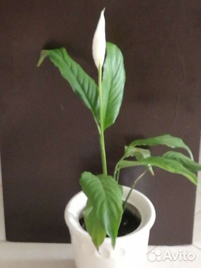 Спатифиллум