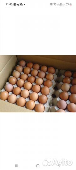 Инкубационное яйцо