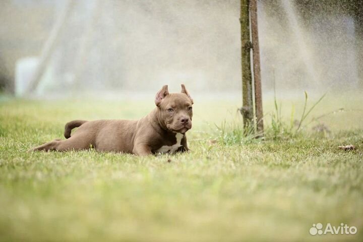 Американский булли покет мальчик