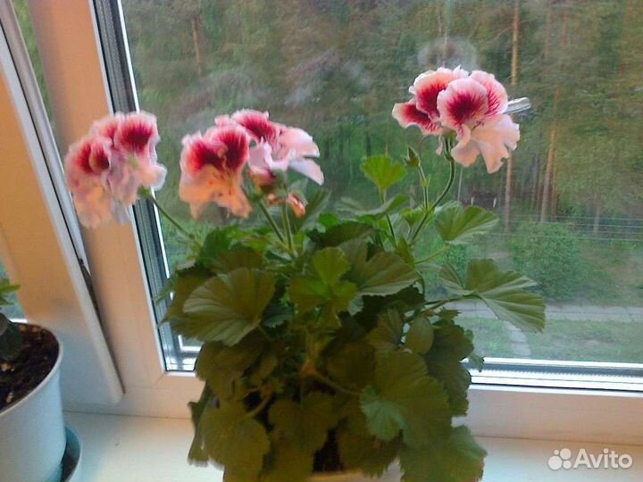 Пеларгония