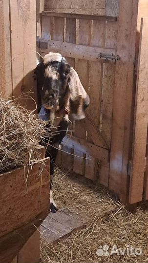 Англо нубийский козел