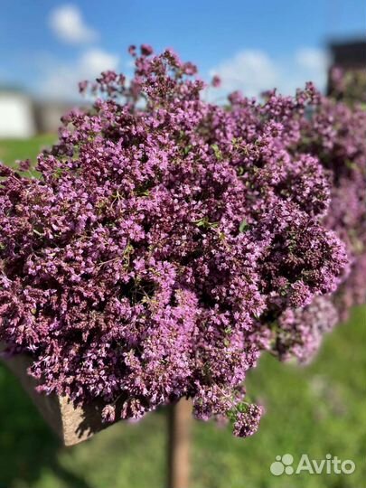 Душица, зверобой