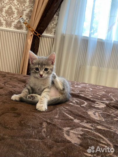 Кошки в добрые руки бесплатно