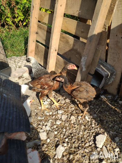 Бойцовые петухи