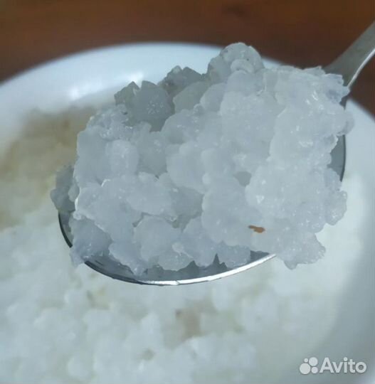 Индийский морской рис, тибетский молочный гриб