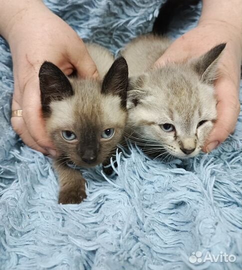 Сиамские котята