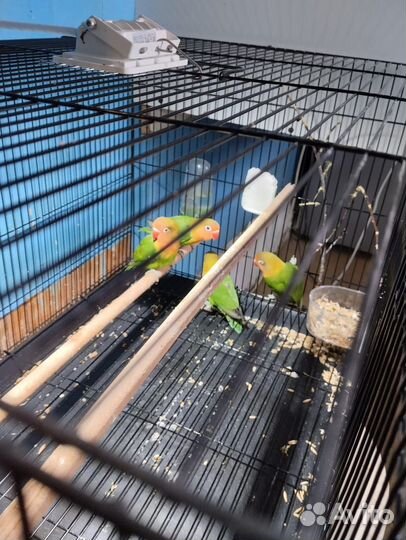 Попугай неразлучники