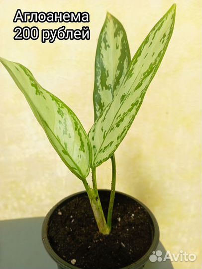 Комнатные цветы