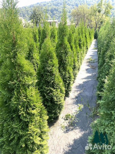 Туя смарагд