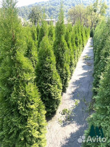 Туя смарагд