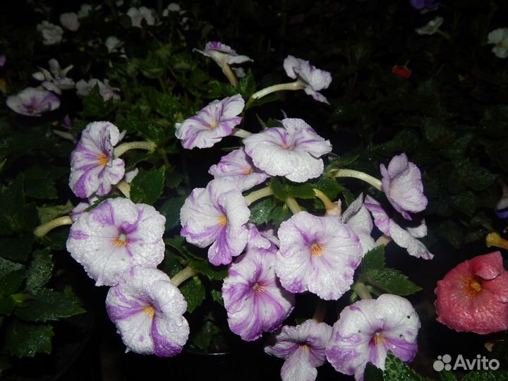 Ризомы сортовых ахименесов почтой