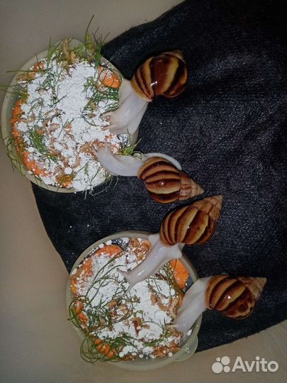 Улитки ахатины