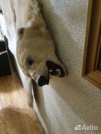 Медведь. Шкура белого медведя ковер, «реплика»