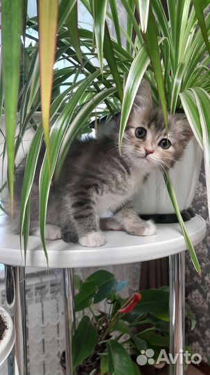 Котенок, кошечка