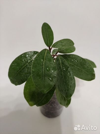 Фикус мокламе. Комнатные цветы