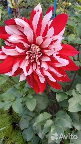 Обменяю клубни георгин