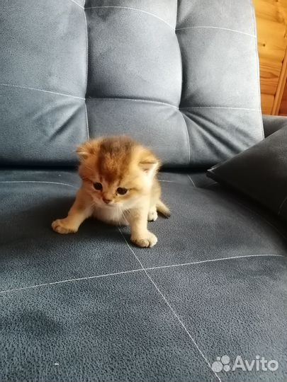Кошки