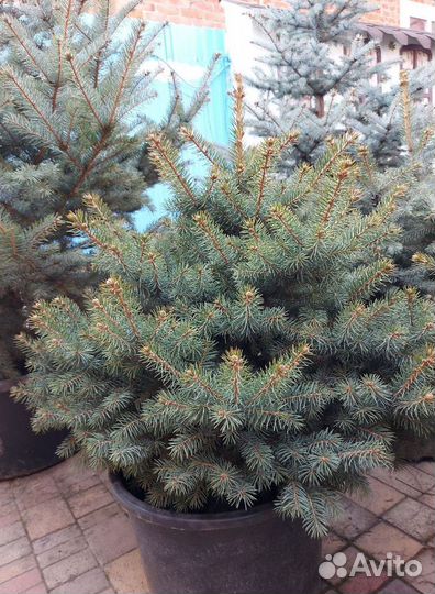 Ель 2.5м
