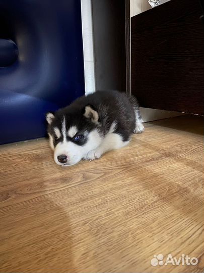 Щенки хаски