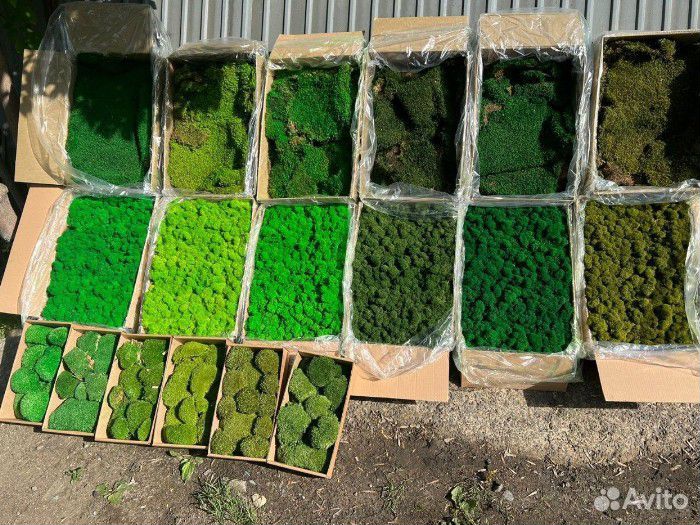 Стабилизированный мох