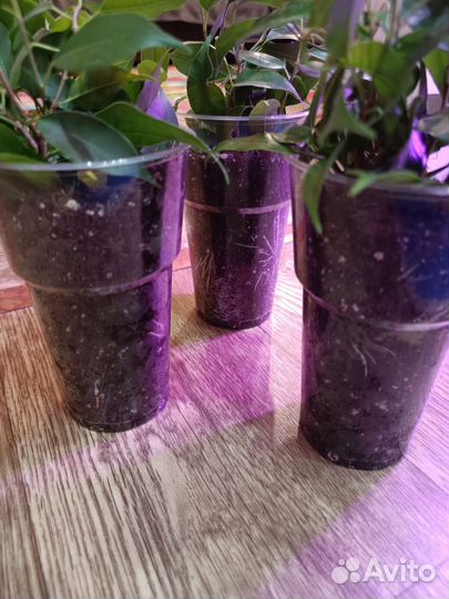 Фикус бенджамина