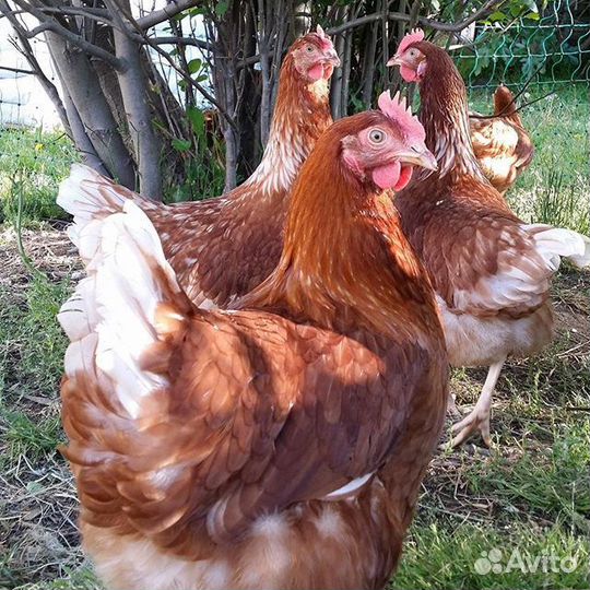 Куры несушки с доставкой
