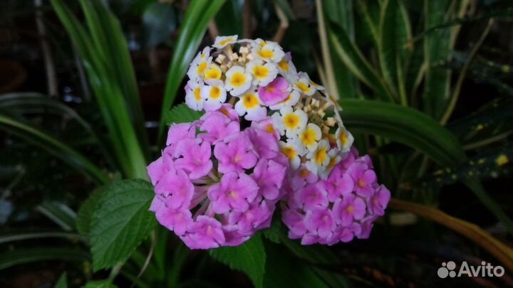 Красивоцветущие 1