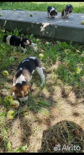 Щенки русской пегой гончей (рпг)