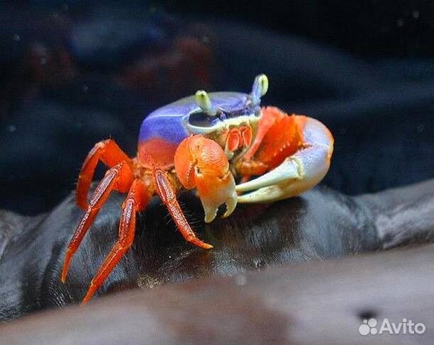 Краб радужный