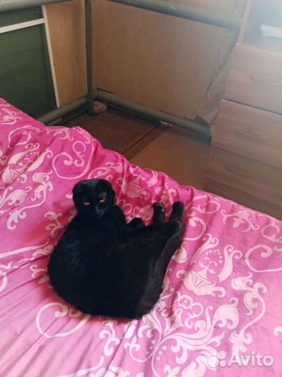 Шотланский вислоухий котенок мальчик