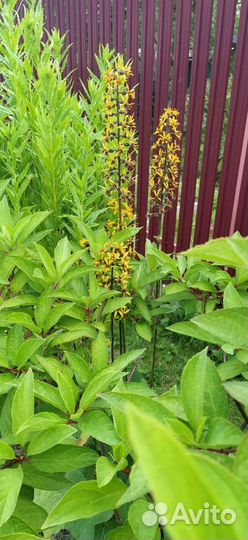 Цветы для сада