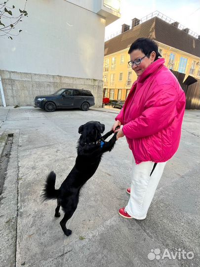 Маленькая собачка