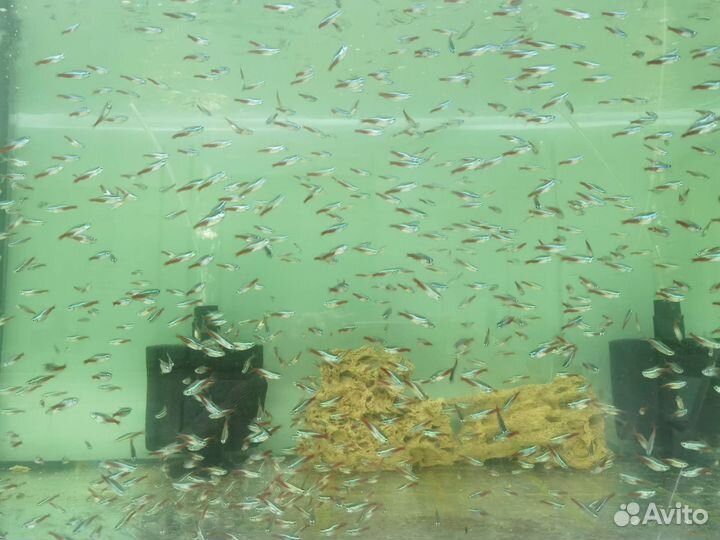 Аквариумные рыбки и креветки