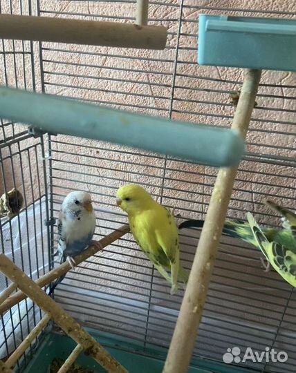 Волнистый попугай