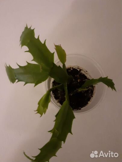 Декабрист шлюмбергера