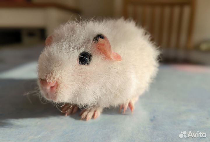 Морская свинка Американский Тедди самец