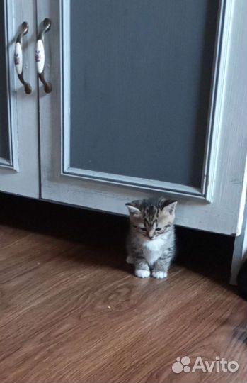 Котята