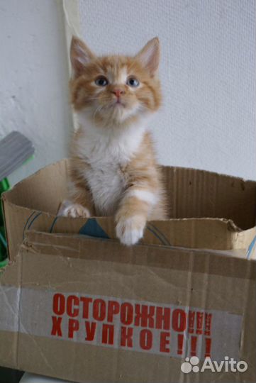 Котёнок смешной