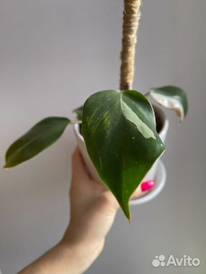 Филодендрон белый рыцарь