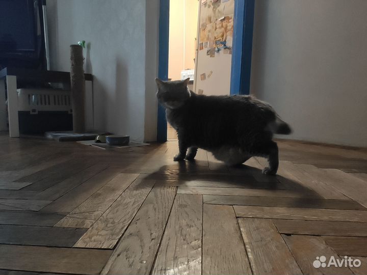 Передержка собак мелких и средних пород до 15 кг