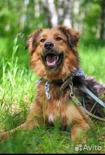 Собака в добрые руки