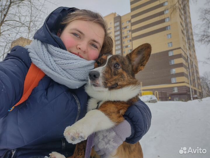 Выгул собак