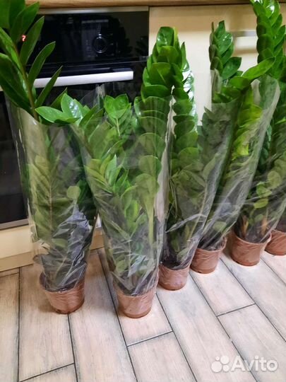 Замиокулькас