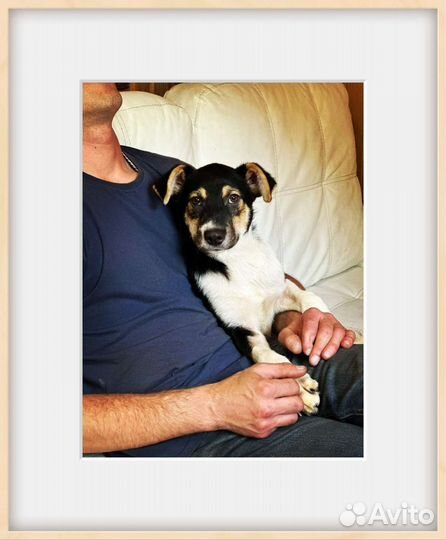 Щенок мальчик