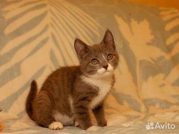 Ася и Бетти метисы русской голубой кошки