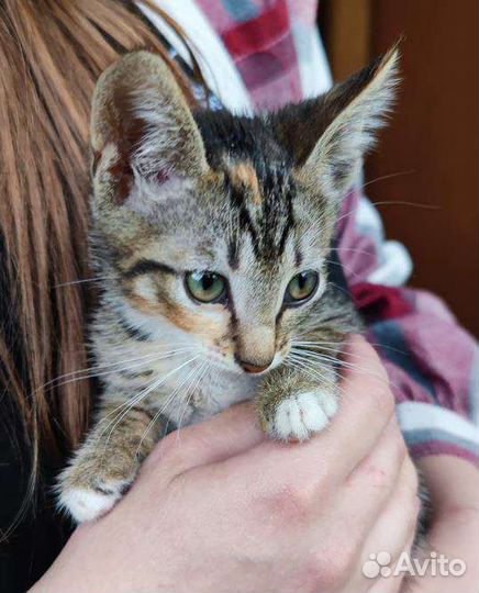 Котенок девочка 2 месяца