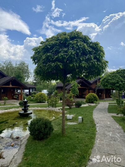 Растения для сада:лиственные,хвойные,деревья и тд