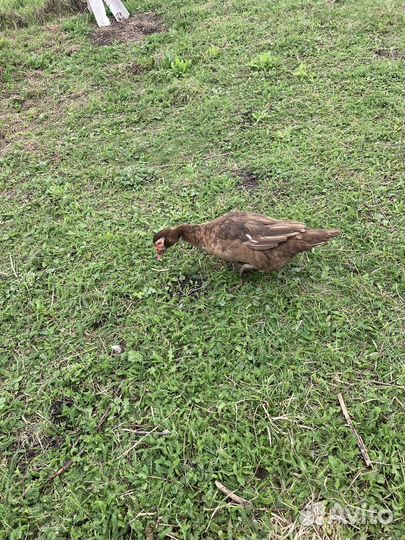 Утинные яйца