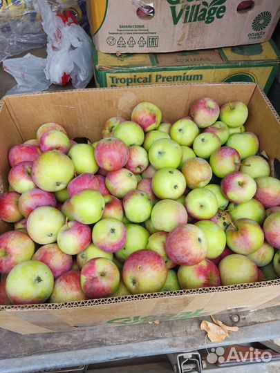 Домашние яблоки ручной сбор