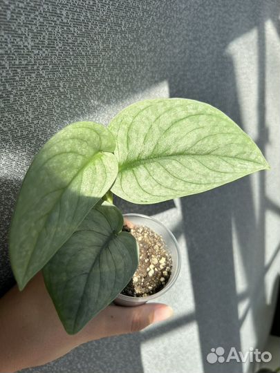 Сциндапсус sp